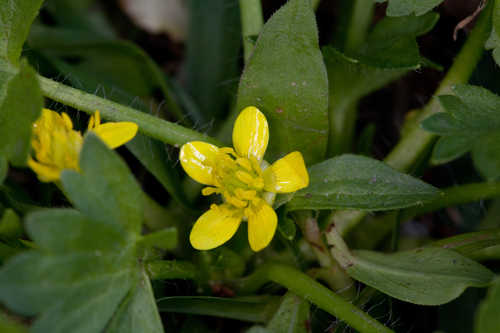 Ranunculus sardous #3